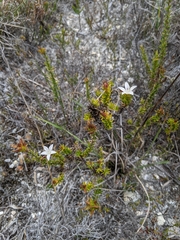 Roella prostrata