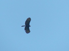 Spizaetus tyrannus