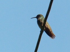 Chrysuronia versicolor