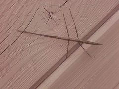 Clonopsis gallica