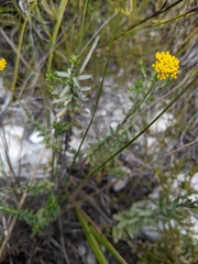 Helichrysum cymosum