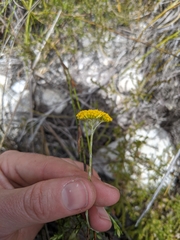 Helichrysum cymosum