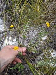 Helichrysum cymosum