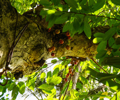 Ficus racemosa
