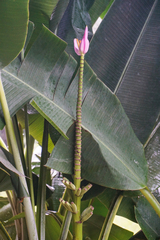Musa ornata