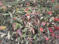 Gentiana macrophylla