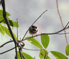 Aegithalos concinnus