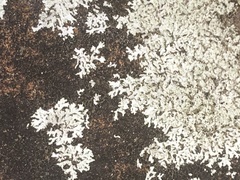Physcia millegrana