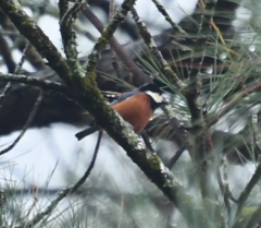 Sittiparus castaneoventris