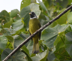 Spizixos semitorques