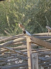 Emberiza sahari
