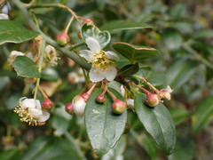 Prinsepia scandens
