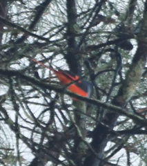 Pericrocotus solaris