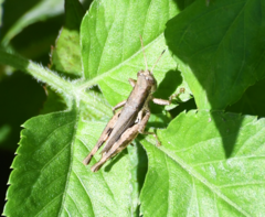 Pseudoxya