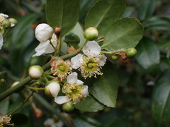 Prinsepia scandens