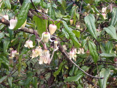 Clematis morii