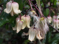 Clematis morii