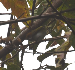 Abroscopus albogularis