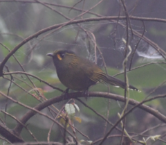 Liocichla steerii