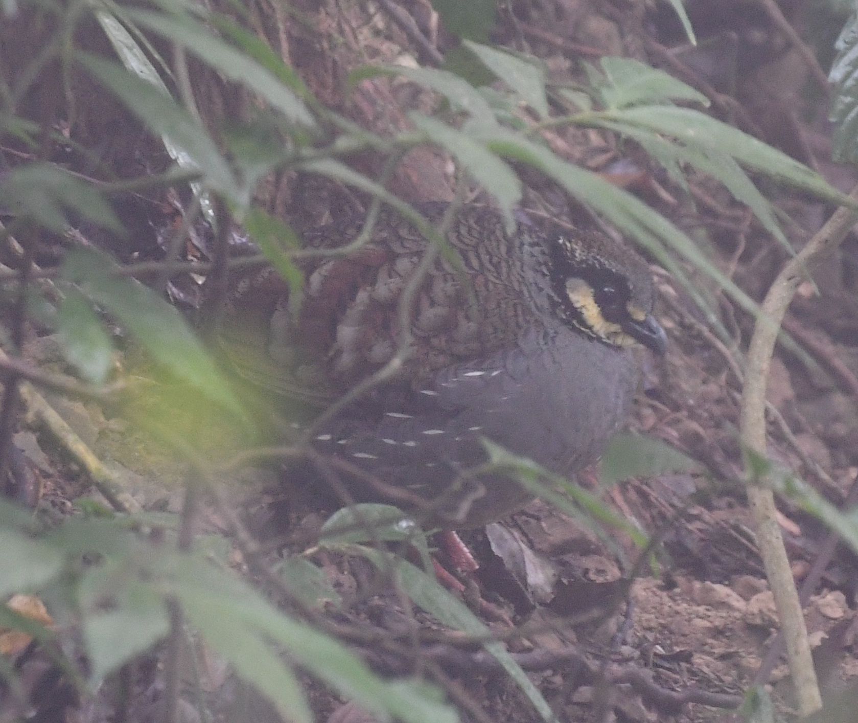 Taiwan Partridge