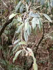 Elaeagnus thunbergii