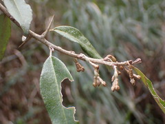 Elaeagnus thunbergii