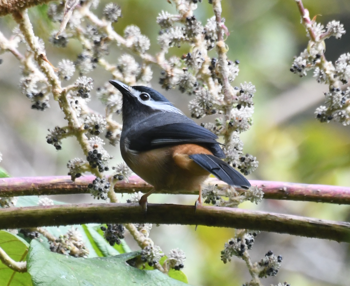 White-eared Sibia