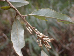 Elaeagnus thunbergii