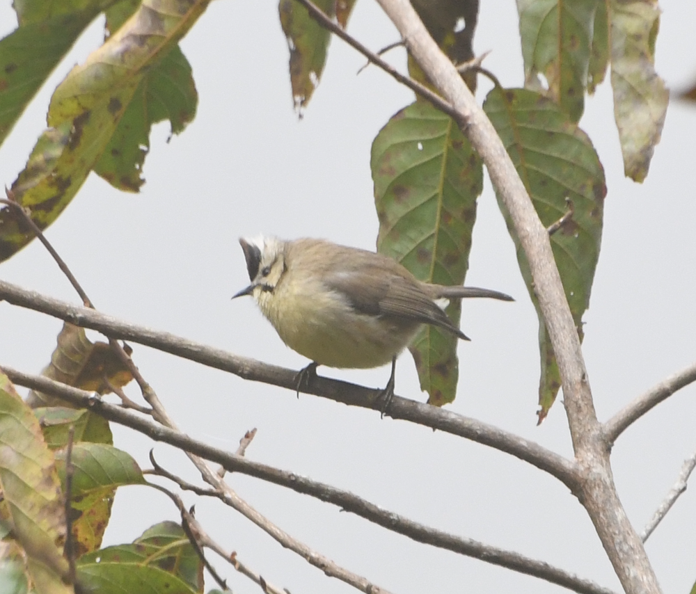 Taiwan Yuhina