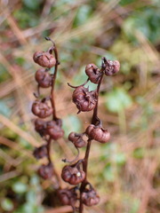 Pyrola morrisonensis