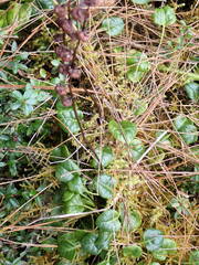 Pyrola morrisonensis