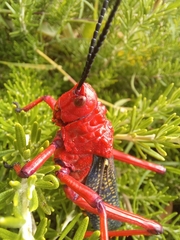 Phymateus morbillosus