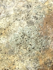 Rinodina
