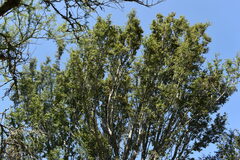 Ruprechtia laxiflora