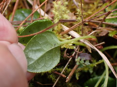 Pyrola morrisonensis