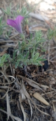 Petunia integrifolia