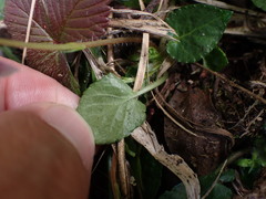 Viola adenothrix