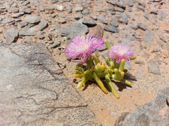 Mesembryanthemum hypertrophicum