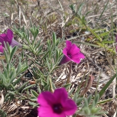 Petunia integrifolia