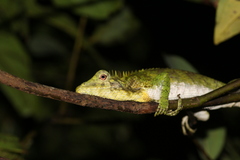 Calotes nemoricola