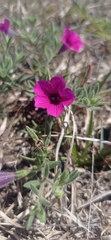Petunia integrifolia