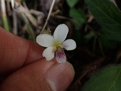 Viola adenothrix