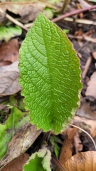 Trachystemon orientalis