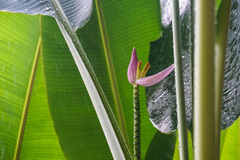 Musa ornata