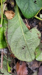 Trachystemon orientalis