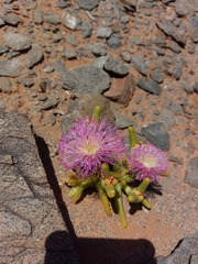 Mesembryanthemum hypertrophicum