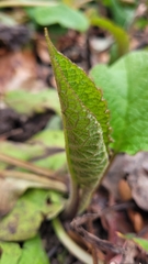 Trachystemon orientalis