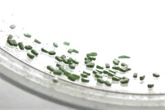 Antictenia punctunculus