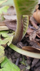 Trachystemon orientalis