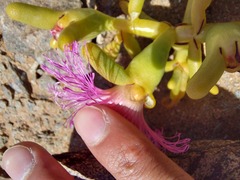Mesembryanthemum hypertrophicum